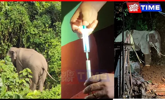 Elephant Rescued After Extensive Operation in Guwahati
